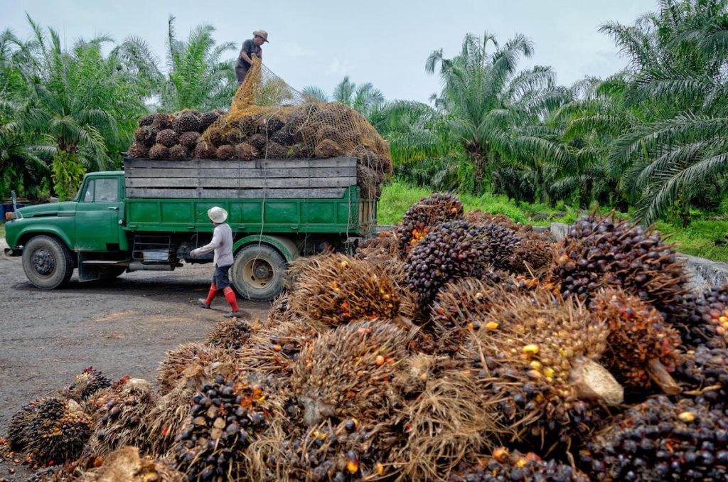 Oil Palm Industry: Challenges and Opportunities for Sustainable Growth